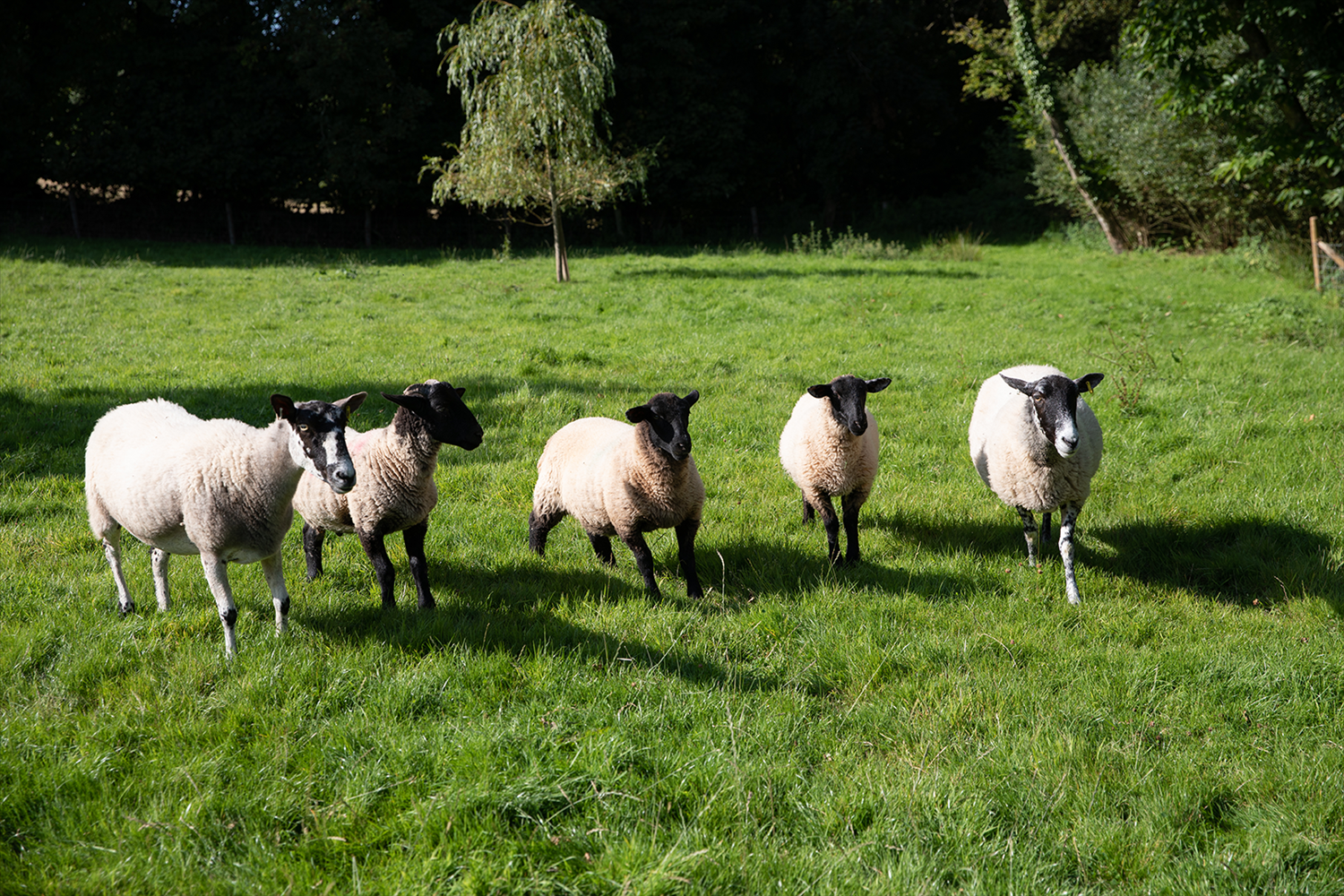 Wood Farm Holiday Cottages 5 star selfcatering near the South Devon coast